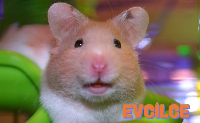 evde hamster beslemenin zararları