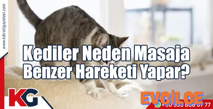 kediler neden masaj yapar