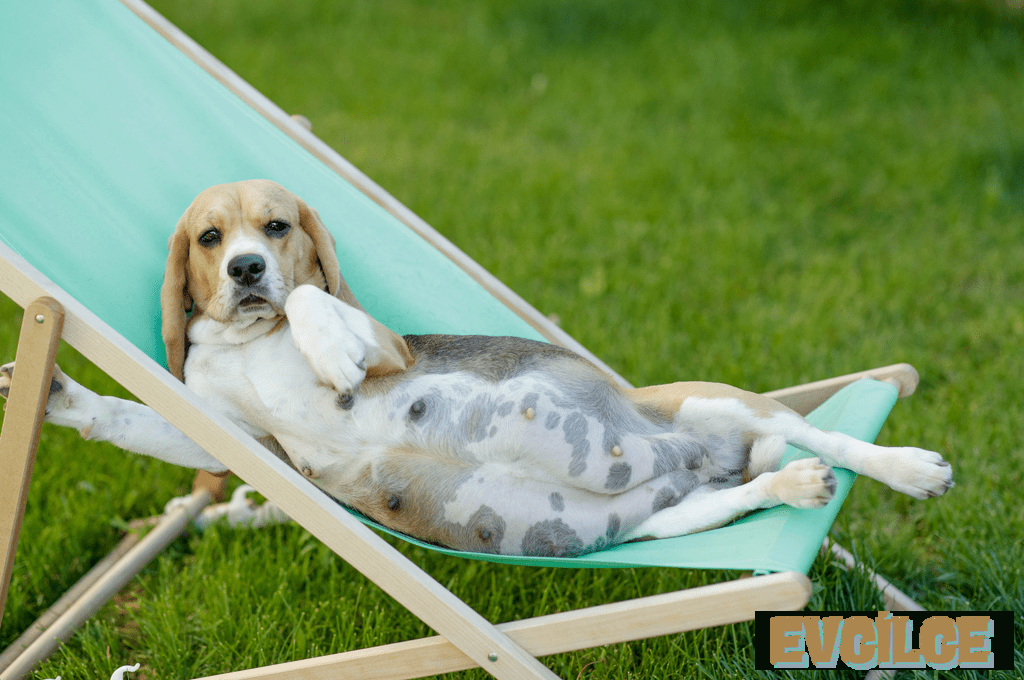 Köpekler Kaç Ayda Doğurur
