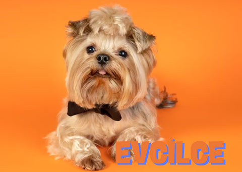 Küçük Köpek Cinsleri